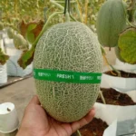 [SOLD OUT] Melon Sweet Hami Organik Premium | 1KG