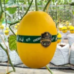 [SOLD OUT] Melon New Kinanti F1 Organik Premium | 1KG