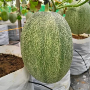 Greenhouse LPPNU, Kesugihan